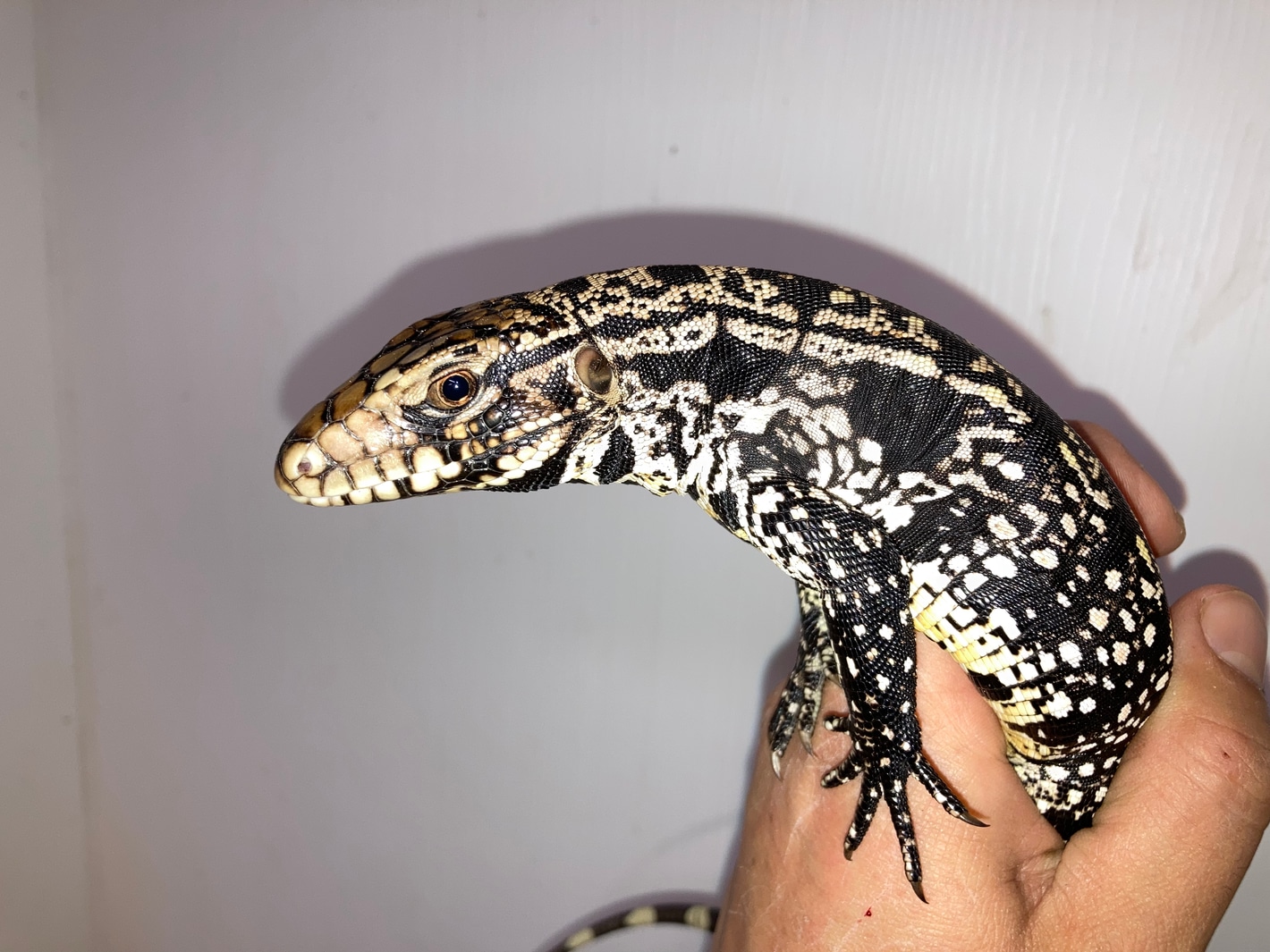 330KB 2001 null null null null null 12 2003 null G8m7skz9uXlU M